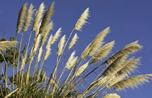 Pacific Coast Highway #1 California tan Pampas Grass near highway into the blue sky Pacific Coast Highway #1 California tan Pampas Grass near highway into the blue sky