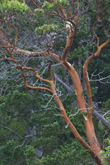 Pacific Madrona (Arbutus menziesii) Tree, Orcas Island, Washington, US Pacific Madrona (Arbutus menziesii) Tree, Orcas Island, Washington, US