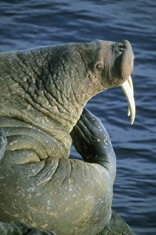 Pacific Walrus (Odobenus rosmarus) Males gather at summer haulout, Round Island Pacific Walrus (Odobenus rosmarus) Males gather at summer haulout, Round Island
