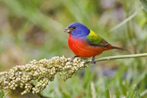South Padre Island Texas Prints: Painted Bunting