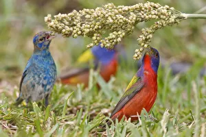 Painted Bunting (Passerian ciris) male feeding with indigo buntings on milo seeds Painted Bunting (Passerian ciris) male feeding with indigo buntings on milo seeds