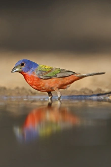 Painted Bunting (Passerina ciris) male bathing and drinking Painted Bunting (Passerina ciris) male bathing and drinking