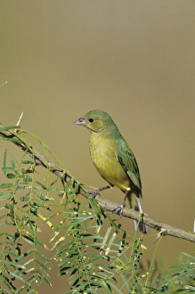 Painted Bunting (Passerina ciris) female, Starr Co. TX Painted Bunting (Passerina ciris) female, Starr Co. TX