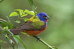 Painted bunting (Passerina ciris) male foraging Painted bunting (Passerina ciris) male foraging