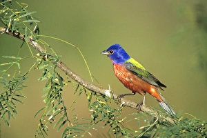 Painted Bunting (Passerina ciris) male Starr Co. TX Painted Bunting (Passerina ciris) male Starr Co. TX