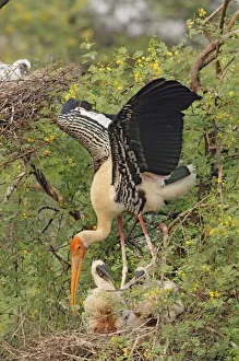 India Wildlife Prints: Painted Stork