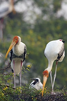 Painted Storks and youngone, Keoladeo National Park, India Painted Storks and youngone, Keoladeo National Park, India