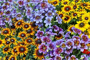 Painted tongue and hirta daisies in tight grouping Painted tongue and hirta daisies in tight grouping