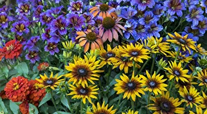 Painted tongue and hirta daisies in tight grouping along with red zinnia and coneflowers Painted tongue and hirta daisies in tight grouping along with red zinnia and coneflowers