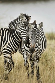 Pair of Burchellas Zebras nuzzling up to each other, Masai Mara, Kenya, Africa, Equus Pair of Burchellas Zebras nuzzling up to each other, Masai Mara, Kenya, Africa, Equus