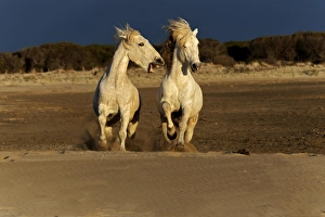 Pair of Camargue Horses playing on beach at sunrise, southern, France Pair of Camargue Horses playing on beach at sunrise, southern, France