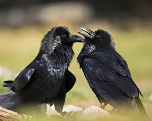 Pair of Common Ravens, Corvus corax, West Yellowstone, Montana, wild Pair of Common Ravens, Corvus corax, West Yellowstone, Montana, wild