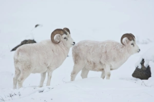 A pair of dall sheep rams look up from grazing on frozen grasses and sedges under A pair of dall sheep rams look up from grazing on frozen grasses and sedges under