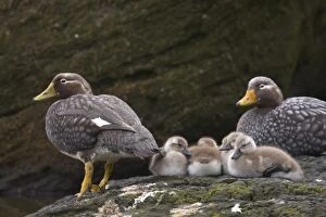 Images Dated 1st January 2006: A pair of Falkland Steamer duck adults watch over their brood of chicks on New Island