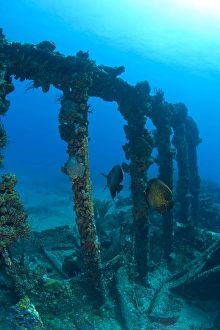 Pair of French Angelfish, Wreck of the RMS Rhone, iron-hulled steam sailing vessel Pair of French Angelfish, Wreck of the RMS Rhone, iron-hulled steam sailing vessel