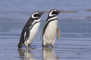 A pair of magellanic penguins rest together on the beach after returning from feeding A pair of magellanic penguins rest together on the beach after returning from feeding