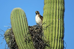 A pale morph red-tailed hawk (Buteo jamaicensis) nests in the arms of a saguaro cactus A pale morph red-tailed hawk (Buteo jamaicensis) nests in the arms of a saguaro cactus