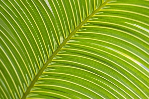 Danita Delimont Palm Frond Diagonal Print