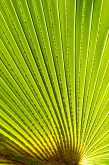 Palm frond in Na `Aina Kai Botanical Gardens & Sculpture Park, Kauai, Hawaii Palm frond in Na `Aina Kai Botanical Gardens & Sculpture Park, Kauai, Hawaii