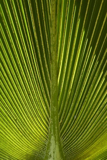 Palm frond, Nadi, Viti Levu, Fiji, South Pacific Palm frond, Nadi, Viti Levu, Fiji, South Pacific