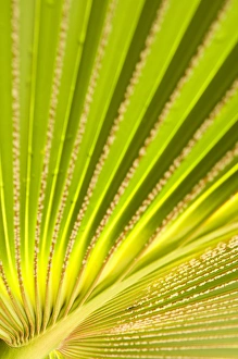 Tropical Foliage Photography Prints: Palm leaf detail