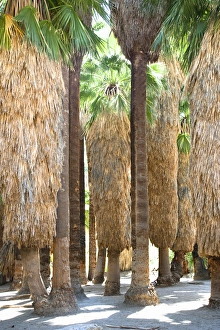 Palm Springs, CA, USA - Image of the trunks of palm trees. Vertical shot Palm Springs, CA, USA - Image of the trunks of palm trees. Vertical shot