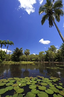 A palm tree on the shore of the Salt Lake section of Centenary Lakes adjoining the Botanic Gardens A palm tree on the shore of the Salt Lake section of Centenary Lakes adjoining the Botanic Gardens