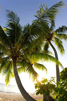 Palm Trees. Fakarava, Tuamotus, French Polynesia Palm Trees. Fakarava, Tuamotus, French Polynesia