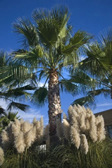 Palm Trees Pampas Grass Daroush Vineyard Napa Vineyards California Owner of Daroush is Palm Trees Pampas Grass Daroush Vineyard Napa Vineyards California Owner of Daroush is