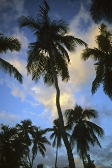 Tropical Palm Tree Landscape Prints: Palm trees at sunset, Belize