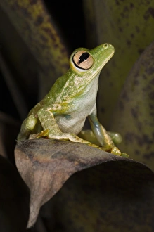 Palmar Treefrog (Hypsiboas pellucens) CAPTIVE Choco Region of NW ECUADOR. South Palmar Treefrog (Hypsiboas pellucens) CAPTIVE Choco Region of NW ECUADOR. South