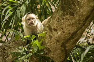 Palo Verde National Park, Costa Rica. White-faced capuchin (Cebus capucinus) monkey Palo Verde National Park, Costa Rica. White-faced capuchin (Cebus capucinus) monkey