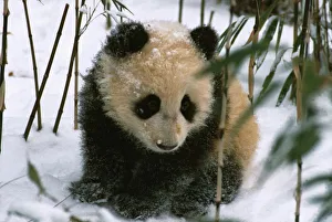 Panda Conservation Efforts Prints: Panda cub on snow