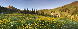 Panoramic Field of Wildflowers, Arnica SP, Urticifolia Horse Mint, Cow Parsnip Panoramic Field of Wildflowers, Arnica SP, Urticifolia Horse Mint, Cow Parsnip