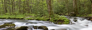 Panoramic of Straight Fork Creek in spring, Great Smoky Mountains National Park Panoramic of Straight Fork Creek in spring, Great Smoky Mountains National Park
