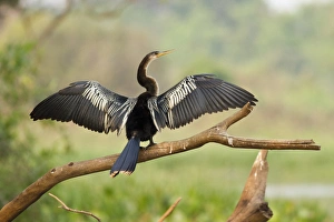 Pantanal, Brazil, Anhinga, Anhinga anhinga, perched on a tree Pantanal, Brazil, Anhinga, Anhinga anhinga, perched on a tree