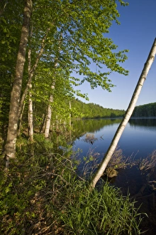 A paper birch tree leans over Boulter Pond at Highland Farm in York, Maine A paper birch tree leans over Boulter Pond at Highland Farm in York, Maine