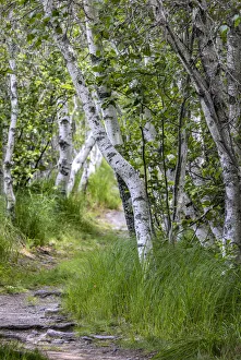 Paper birch trees along pathway in Acadia National Park, Maine, USA Paper birch trees along pathway in Acadia National Park, Maine, USA