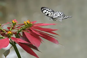 Paper kite or Large tree nymph butterfly flying Paper kite or Large tree nymph butterfly flying