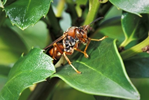 Paper wasp expelling water after heavy rain (Polistes sp) Paper wasp expelling water after heavy rain (Polistes sp)