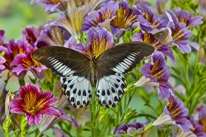 Papilio polymnestor tropical butterfly on painted tongue flowers Papilio polymnestor tropical butterfly on painted tongue flowers