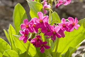 Parrys Primrose, Mount Timpanogas Wilderness, Uinta-Wasatch-Cache National Forest near Provo Parrys Primrose, Mount Timpanogas Wilderness, Uinta-Wasatch-Cache National Forest near Provo