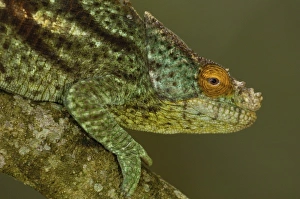 Parsons chameleon (Calumma parsonii parsonii) eastern rain forests from Ranomafana Parsons chameleon (Calumma parsonii parsonii) eastern rain forests from Ranomafana