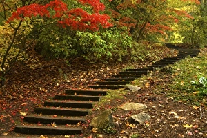 Autumn Park Landscape Prints: Path through a park in Autumn