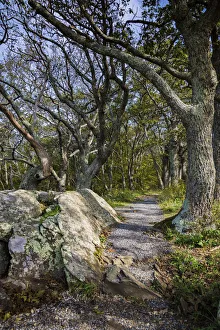 Path, Shenandoah, Blue Ridge Parkway, Smoky Mountains, USA Path, Shenandoah, Blue Ridge Parkway, Smoky Mountains, USA