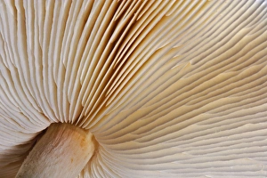 Prints of Pattern on underside gills of mushroom Images Dated 2005 September: Danita Delimont Mushroom Print: Gills Pattern