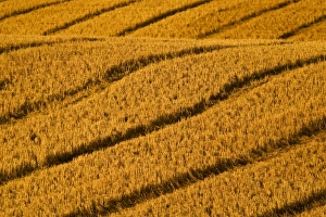 Patterns in freshly harvested wheat field made by combine wheels neat Kalispell Montana Patterns in freshly harvested wheat field made by combine wheels neat Kalispell Montana