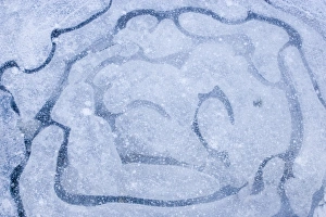 Cold Weather Landscapes Prints: Patterns in a frozen puddle