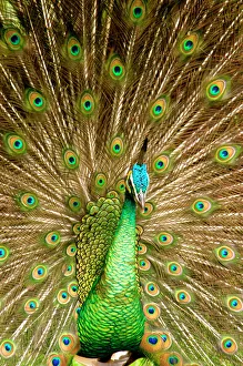 Peacock Displaying Feathers Print