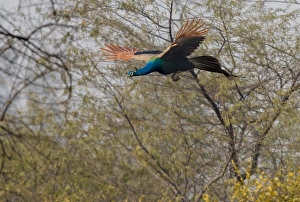 Peacock in flight. Keoladeo Ghana National Park. Unesco biosphere reserve. Rajasthan Peacock in flight. Keoladeo Ghana National Park. Unesco biosphere reserve. Rajasthan